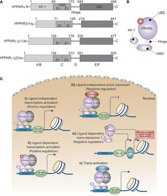 Parsing the Role of PPARs in Macrophage Processes